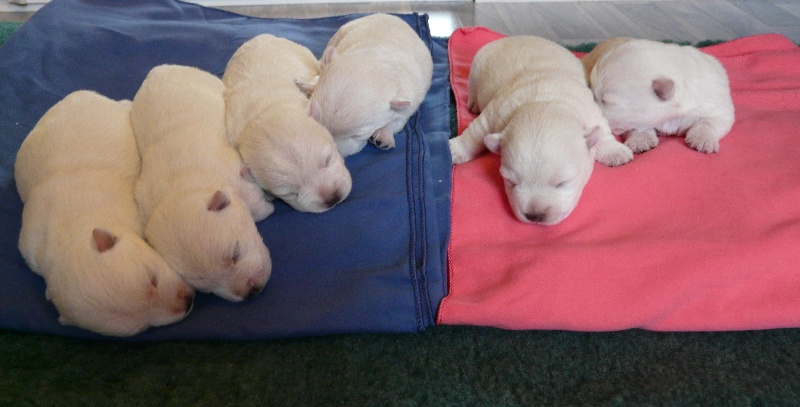de Plassan Ouest Highland - West Highland White Terrier - Portée née le 21/10/2011