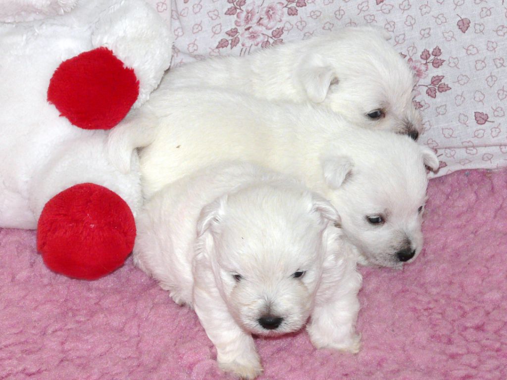 chiot West Highland White Terrier de Plassan Ouest Highland