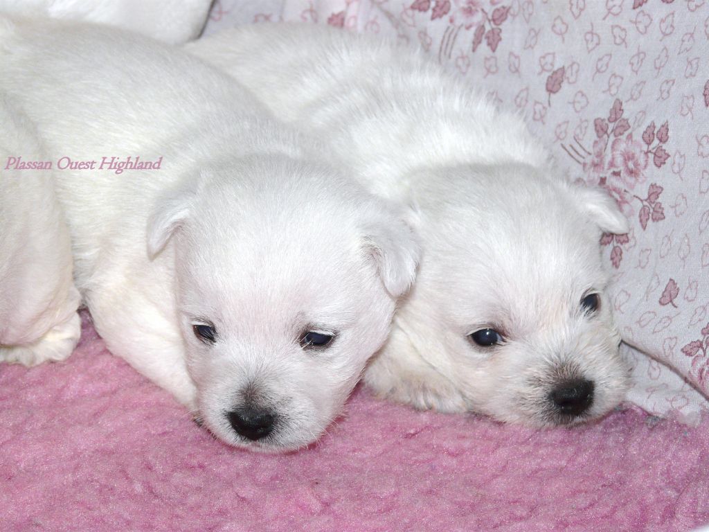 de Plassan Ouest Highland - Chiot disponible  - West Highland White Terrier