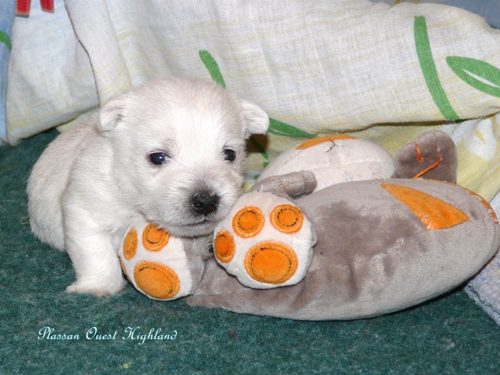 de Plassan Ouest Highland - Chiot disponible  - West Highland White Terrier