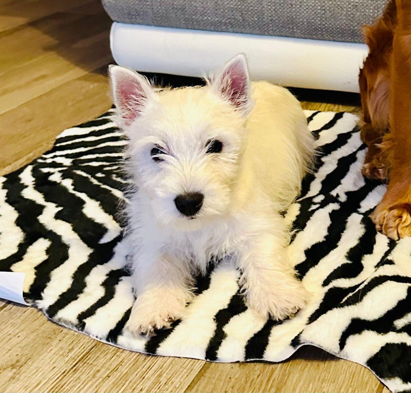 Ayane  de Plassan Ouest Highland