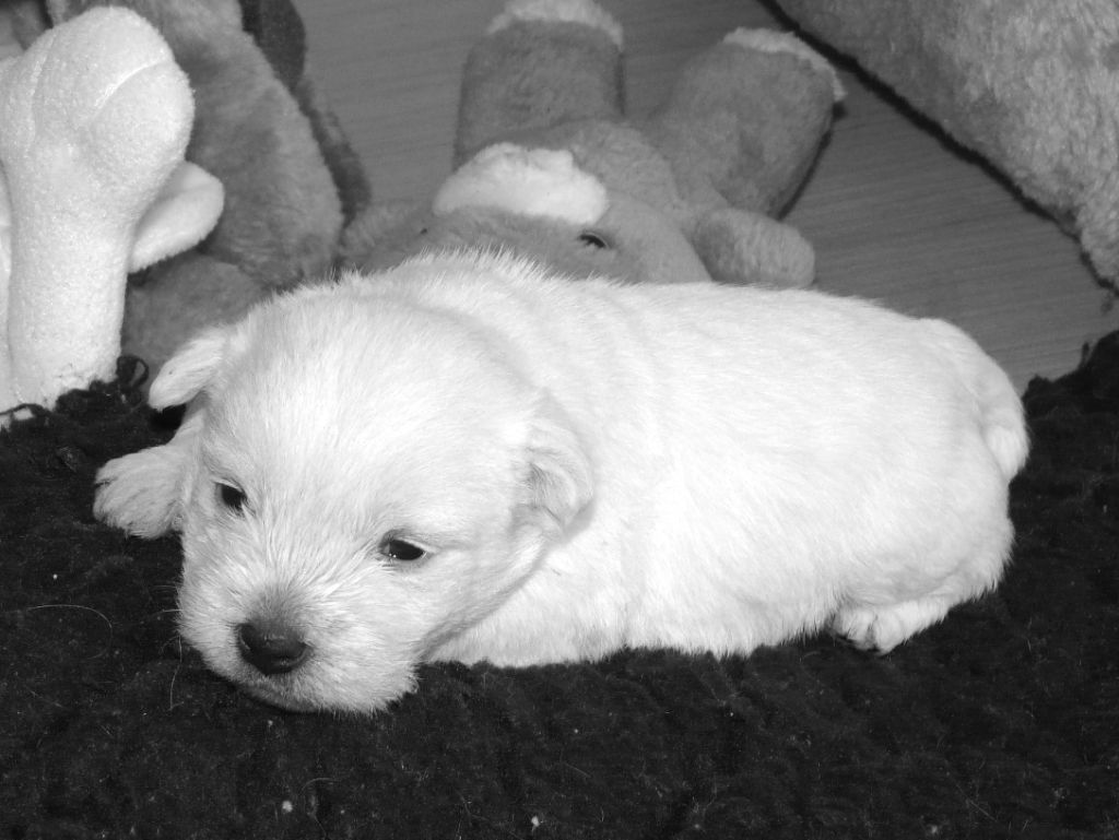 Chiots WESTIE LOF pour fin d'année 2025