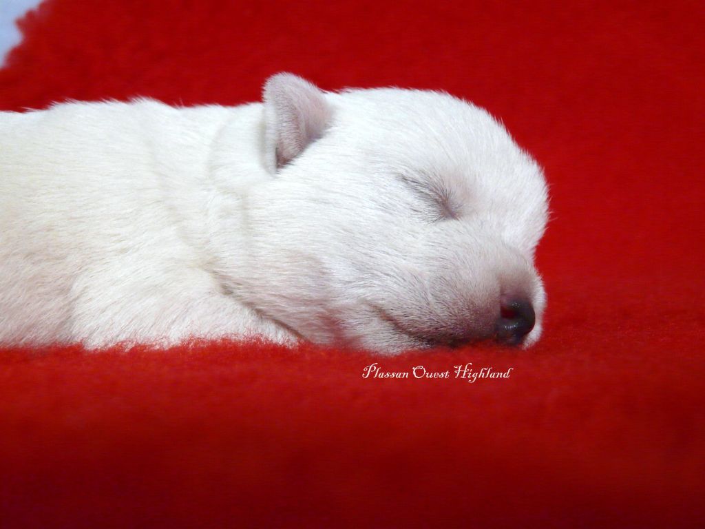de Plassan Ouest Highland - Chiots WESTIE LOF pour fin d'année 2025