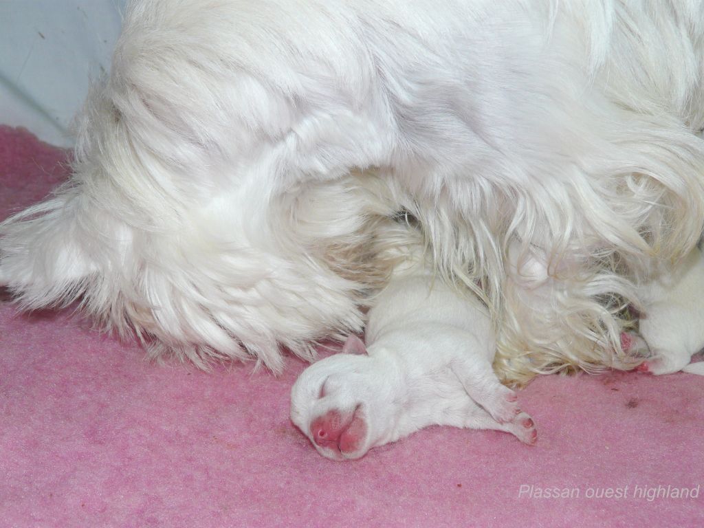 de Plassan Ouest Highland - Chiots disponibles - West Highland White Terrier
