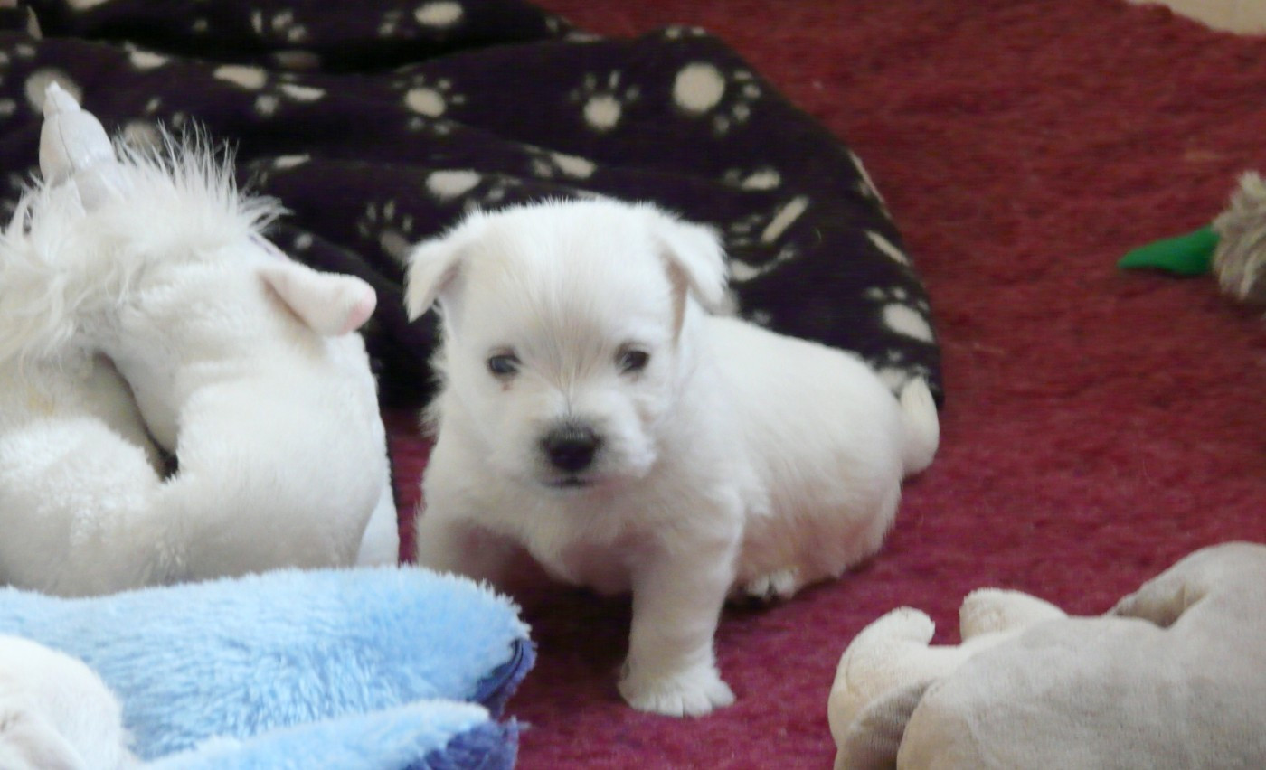 de Plassan Ouest Highland - Chiots disponibles - West Highland White Terrier