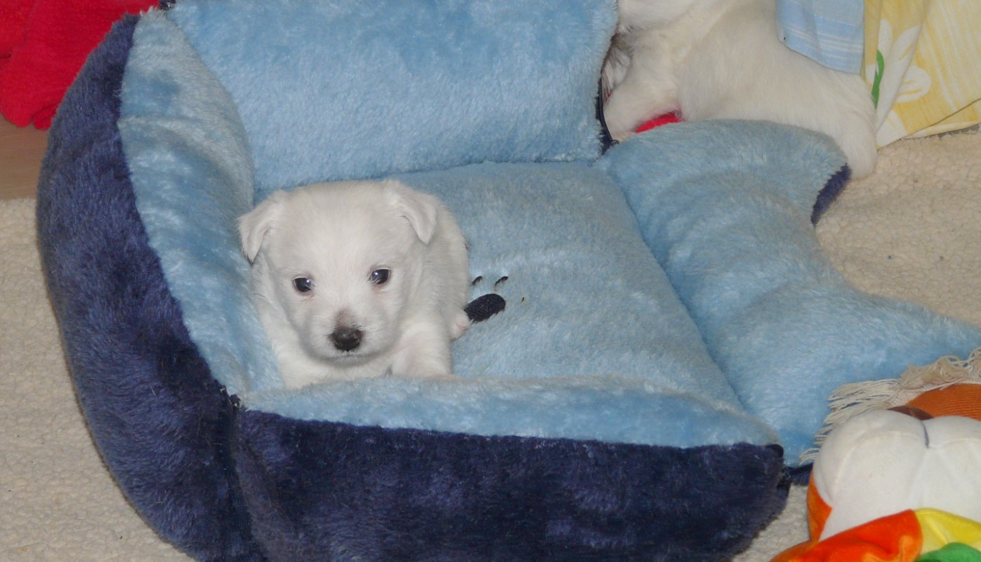 de Plassan Ouest Highland - Chiots disponibles - West Highland White Terrier