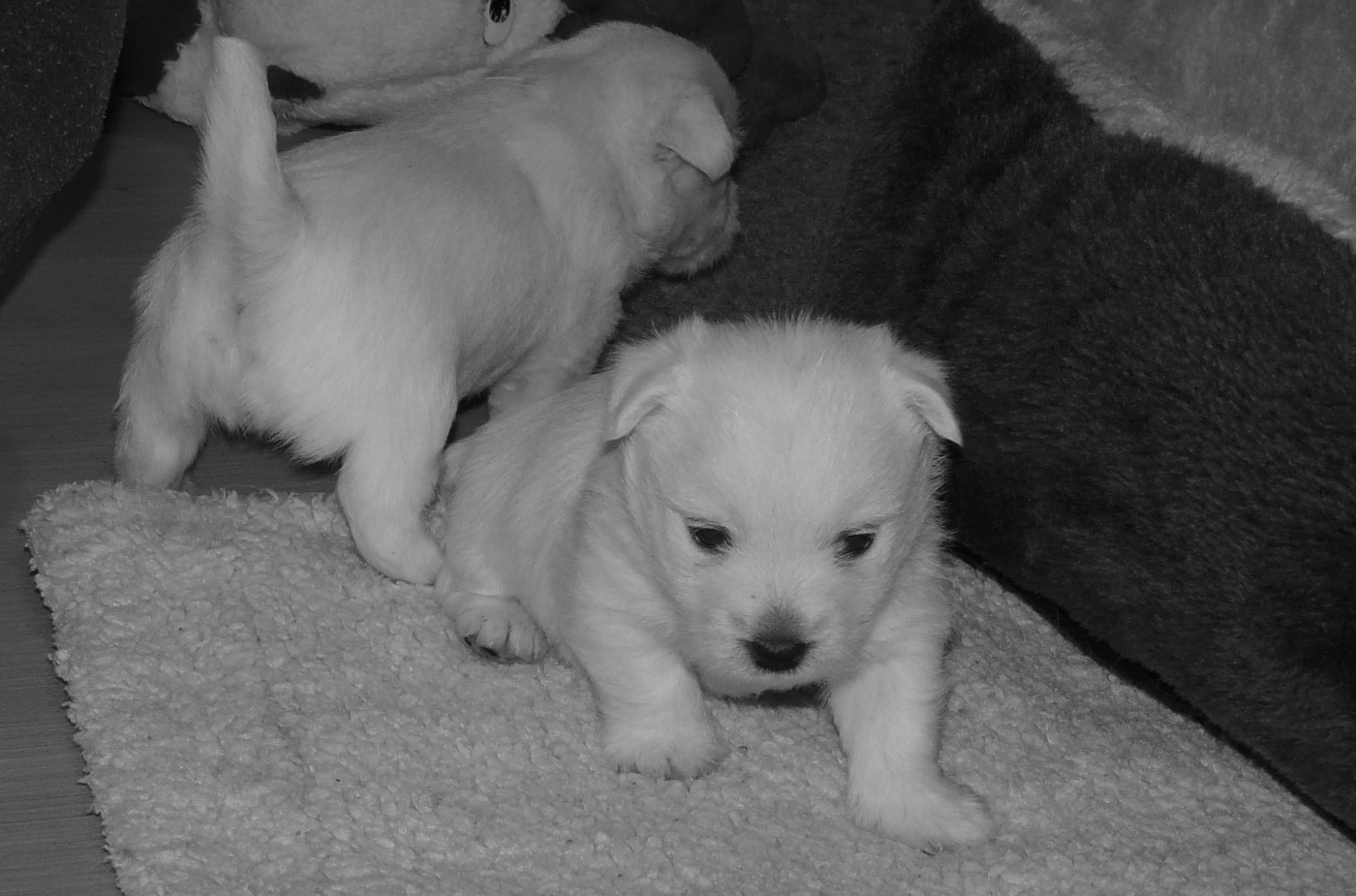 de Plassan Ouest Highland - Chiots disponibles - West Highland White Terrier