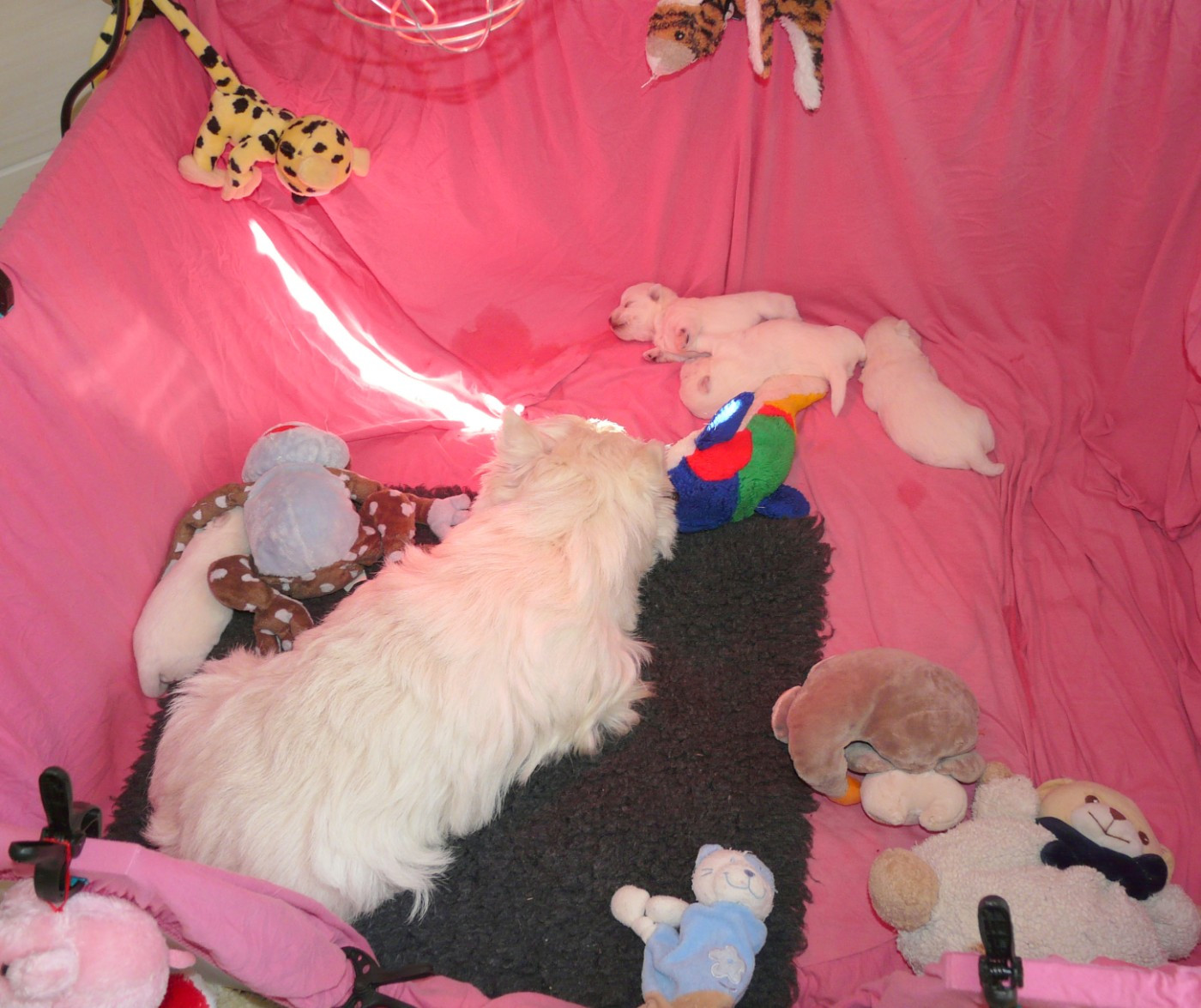 Chiot West Highland White Terrier de Plassan Ouest Highland