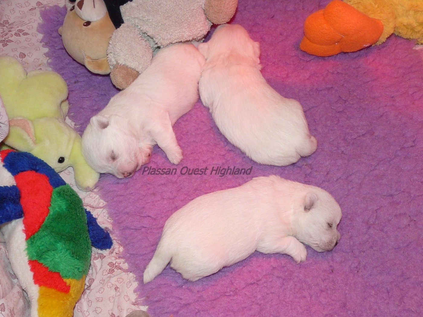 de Plassan Ouest Highland - Chiots disponibles - West Highland White Terrier
