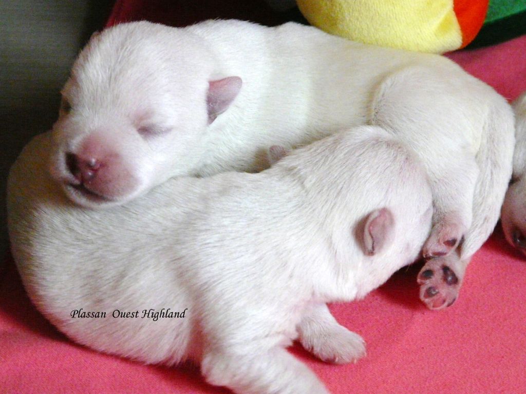 de Plassan Ouest Highland - Chiots disponibles - West Highland White Terrier