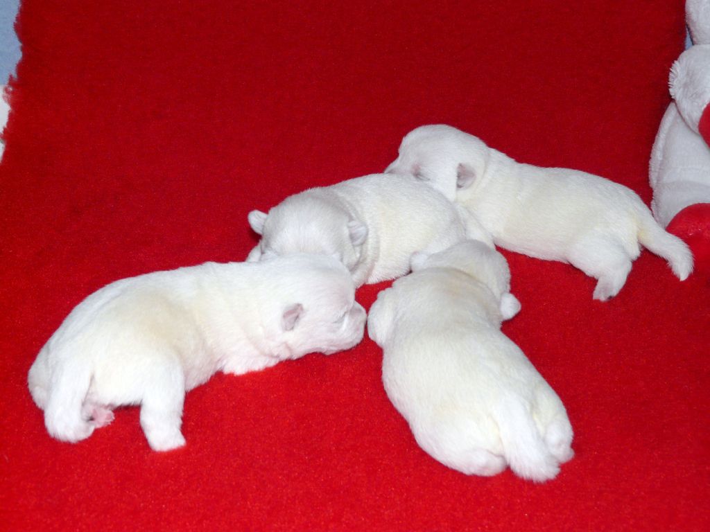 Chiot West Highland White Terrier de Plassan Ouest Highland
