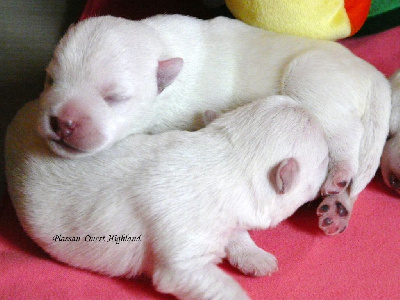 CHIOT